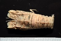 藏品(皺褶蟬蝦)的圖片