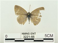 藏品(大娜波灰蝶)的圖片