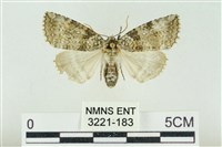 藏品(臺灣銀斑異波紋蛾)的圖片