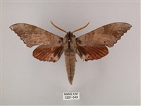 藏品(栗六點天蛾)的圖片