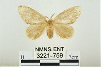 藏品(黑翅黃毒蛾)的圖片