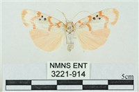 藏品(臺雪苔蛾)的圖片