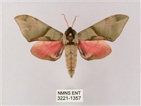 藏品(榆綠天蛾)的圖片