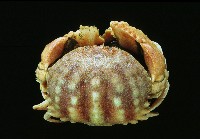 藏品(小型饅頭蟹)的圖片