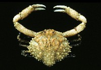 藏品(仿泡粒長螯蟹)的圖片