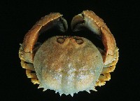 藏品(米氏擬圓殼蟹)的圖片