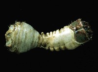 藏品(不倒翁蟲)的圖片