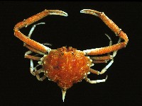 藏品(泡粒長螯蟹)的圖片