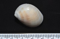 藏品(黑唇玉螺)的圖片