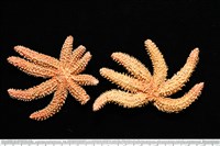 藏品(尖棘篩海盤車)的圖片