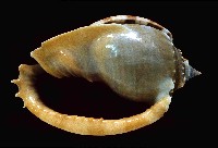 藏品(灰鬘螺)的圖片