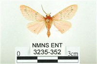 藏品(三條橙燈蛾)的圖片