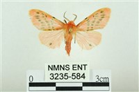 藏品(三條橙燈蛾)的圖片