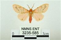 藏品(三條橙燈蛾)的圖片