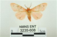 藏品(三條橙燈蛾)的圖片