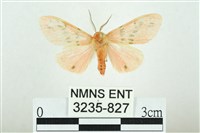 藏品(三條橙燈蛾)的圖片