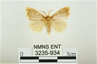 藏品(黑翅黃毒蛾)的圖片