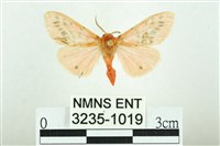 藏品(三條橙燈蛾)的圖片