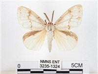 藏品(木毒蛾)的圖片