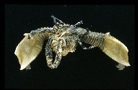 藏品(司氏鎧茗荷)的圖片