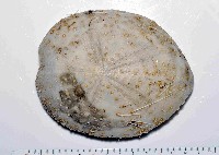 藏品(大脆心形海膽)的圖片