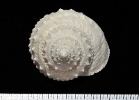 藏品(白鐘螺)的圖片