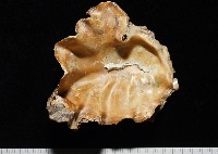 藏品(鋸齒牡蠣)的圖片