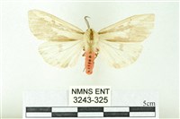 藏品(赭新污燈蛾)的圖片