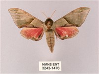 藏品(榆綠天蛾)的圖片