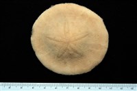 藏品(雷氏餅海膽)的圖片