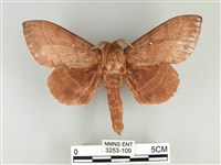 藏品(松大毛蟲)的圖片