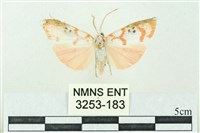 藏品(臺雪苔蛾)的圖片