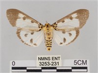 藏品(長斑擬燈蛾)的圖片