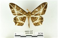 藏品(樹形尺蛾)的圖片