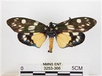 藏品(蓬萊茶斑蛾)的圖片