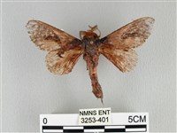 藏品(大褐斑枯葉蛾)的圖片