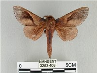 藏品(大褐斑枯葉蛾)的圖片