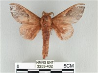 藏品(大褐斑枯葉蛾)的圖片