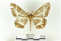 藏品(樹形尺蛾)的圖片