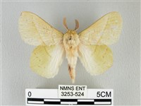 藏品(青枯葉蛾)的圖片