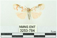 藏品(臺雪苔蛾)的圖片