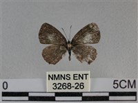 藏品(黑星灰蝶)的圖片