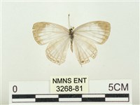 藏品(白雅波灰蝶)的圖片