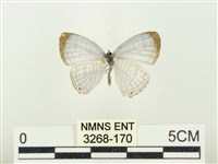 藏品(白雅波灰蝶)的圖片