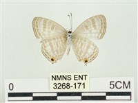 藏品(白雅波灰蝶)的圖片