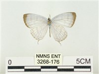 藏品(白雅波灰蝶)的圖片