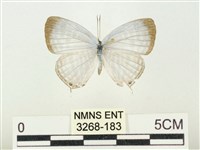 藏品(白雅波灰蝶)的圖片