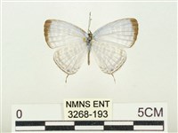 藏品(白雅波灰蝶)的圖片