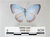 藏品(淡青雅波灰蝶)的圖片