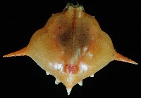 藏品(五刺栗殼蟹)的圖片